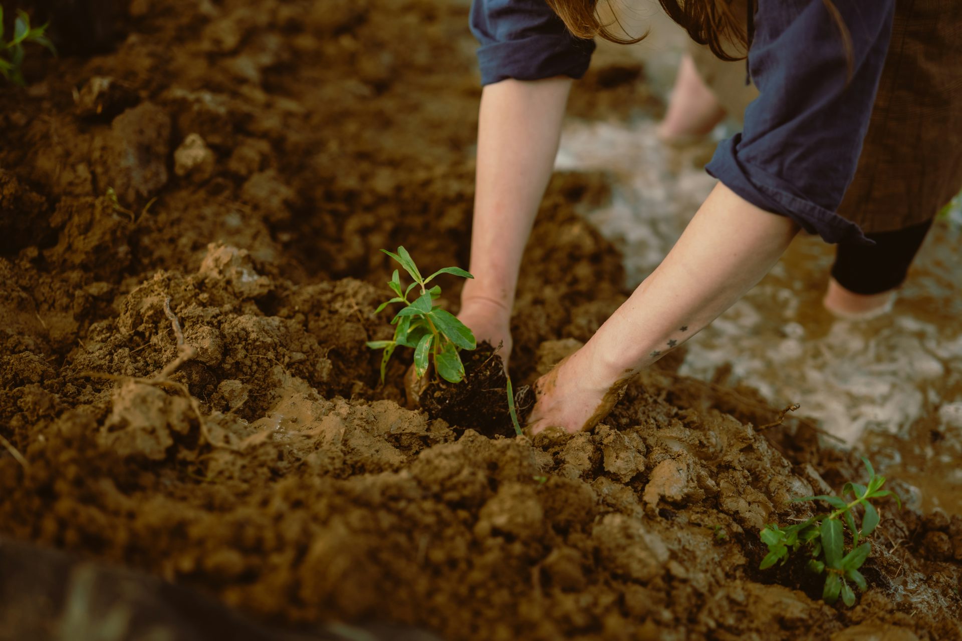 Hands pressing soil around a newly planted seedling